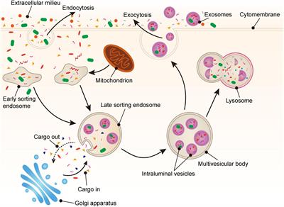 Platelet-Derived Exosomes and Atherothrombosis